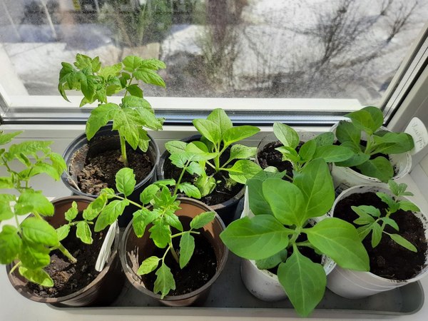 Как посадить перец на рассаду