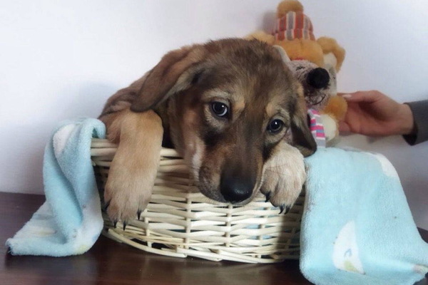 Екатеринбургский депутат Алексей Вихарев помог пристроить десять бездомных щенков