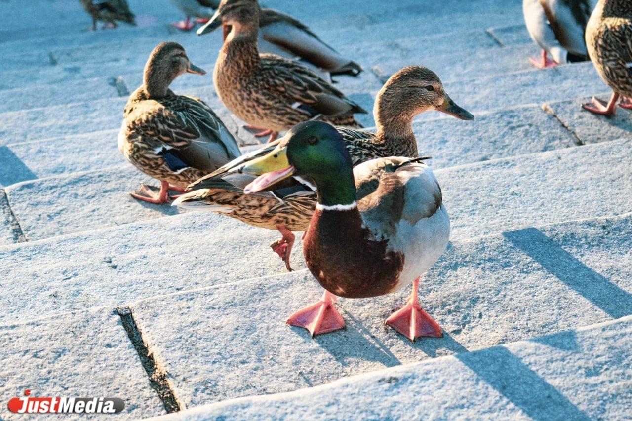 В Свердловской области 7 апреля ожидаются порывы ветра и сильные осадки в виде мокрого снега - Фото 1