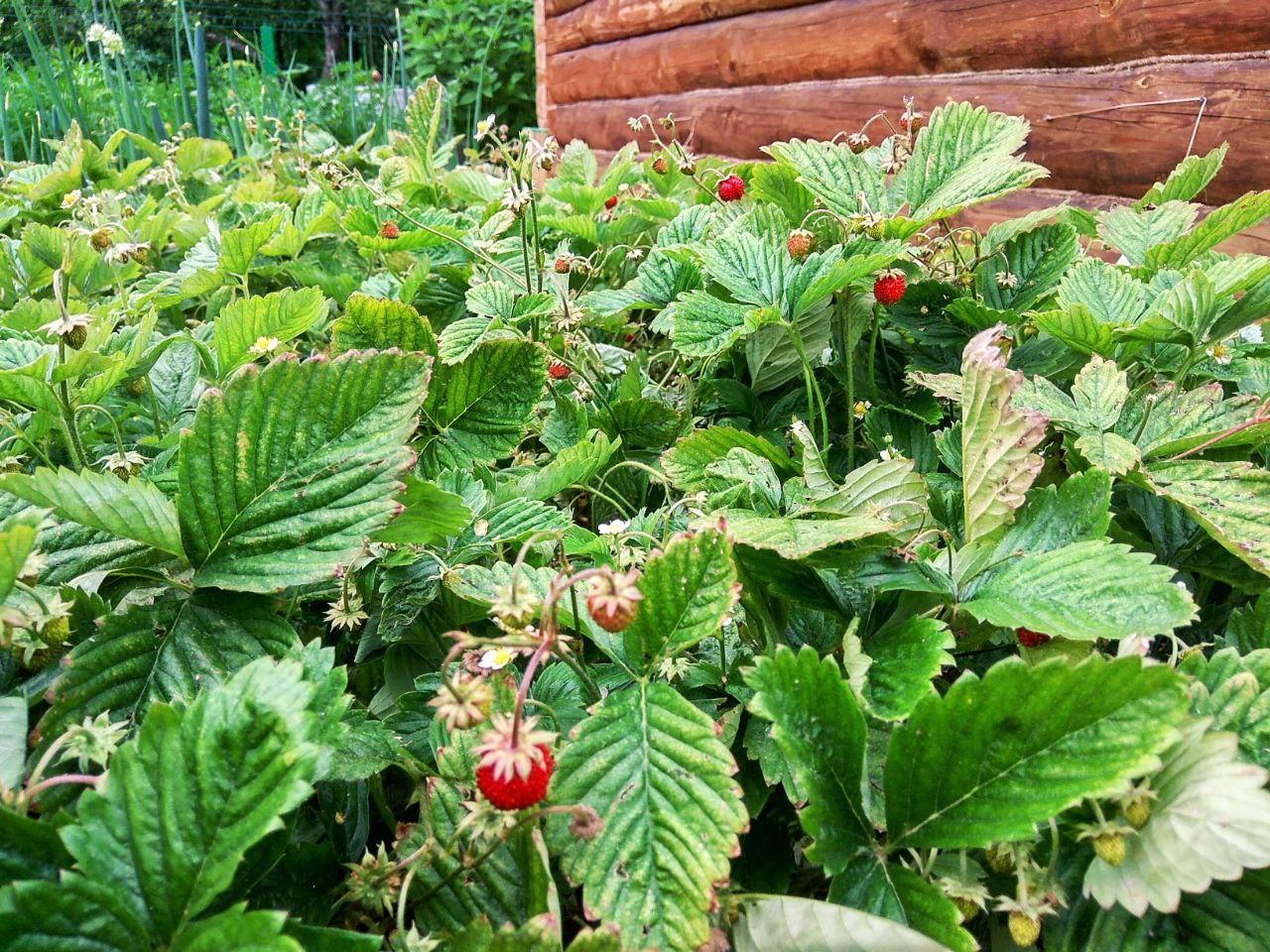 Как посадить клубнику весной - Фото 1