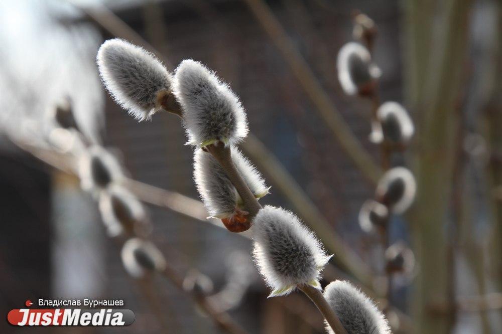 Вход Господень в Иерусалим. Что делают на Вербное воскресенье - Фото 1