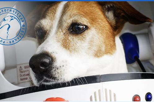 Кинологи рассказали о собаках, которые побывали в космосе до Белки и Стрелки - Фото 1