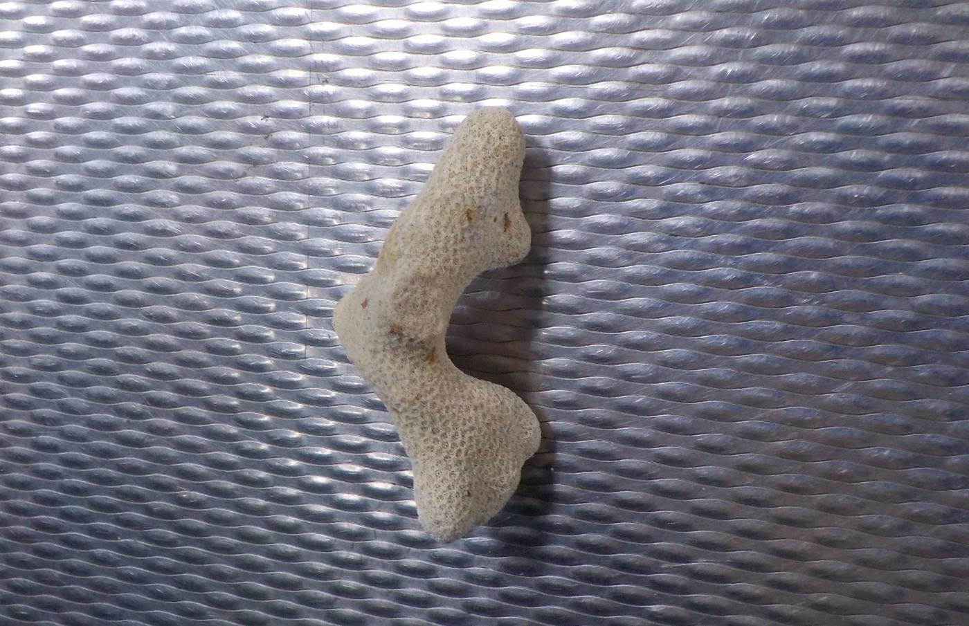 На Кольцовской таможне задержали туристку, которая привезла из Доминиканы ракушку и коралл - Фото 1