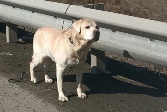 ФОТО: Фонд "Зоозащита"