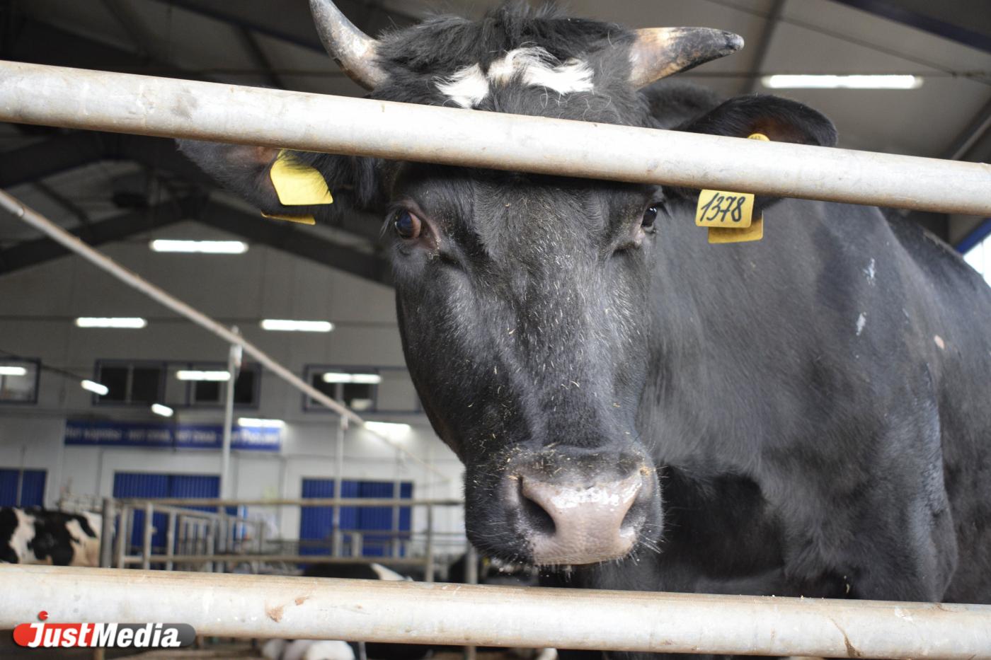 Под Верхней Пышмой создают безотходную молочную ферму - Фото 1