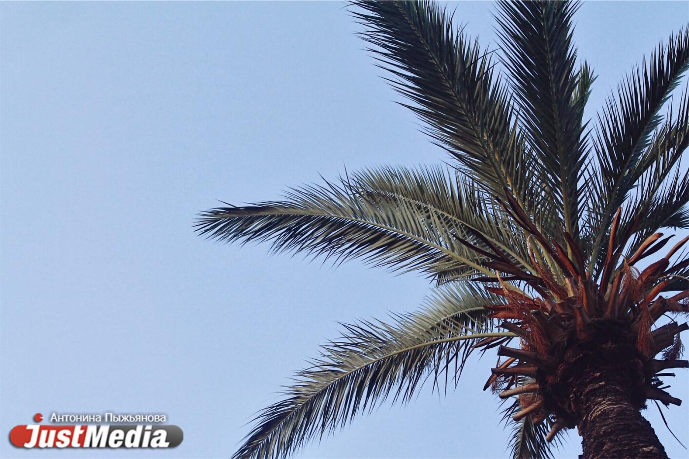 Производители ожидают резкого роста мировых цен на растительное масло - Фото 1