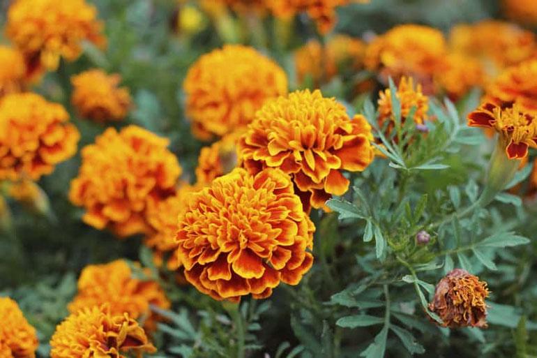 Как посадить бархатцы - Фото 1