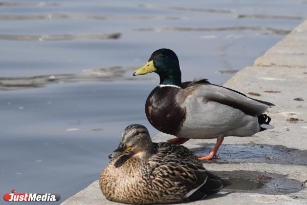 Уточки: «Кря-кря-кря». В Екатеринбурге +19 градусов