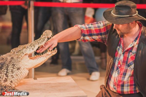 В Австралии двухметровый крокодил напал на купавшуюся в озере женщину - Фото 1