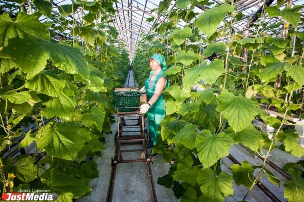 Как вырастить огурцы