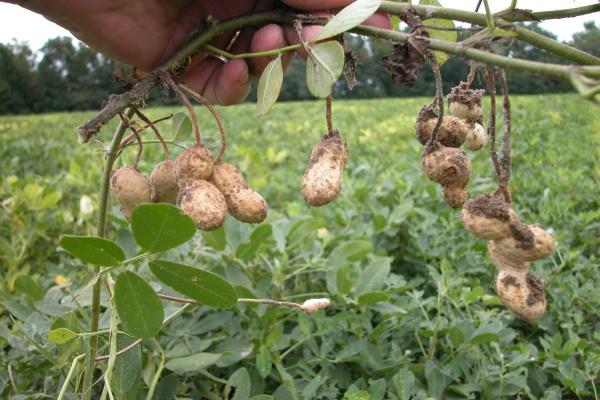 Как выращивают арахис