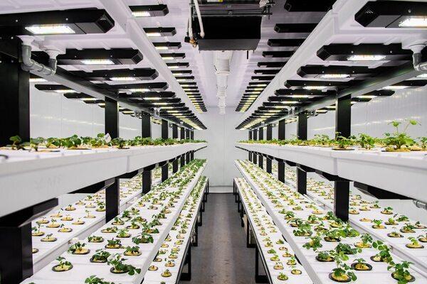 В Свердловской области начнут выращивать клубнику круглый год - Фото 1