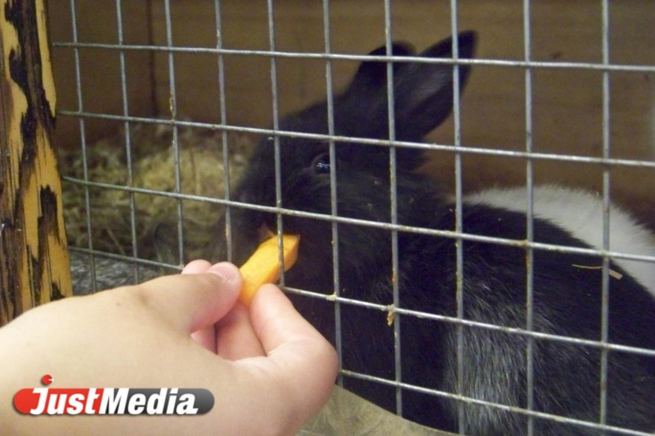 В Екатеринбург привезли 15 милых кроликов и 100 мышей для научно-исследовательских целей. ФОТО - Фото 1