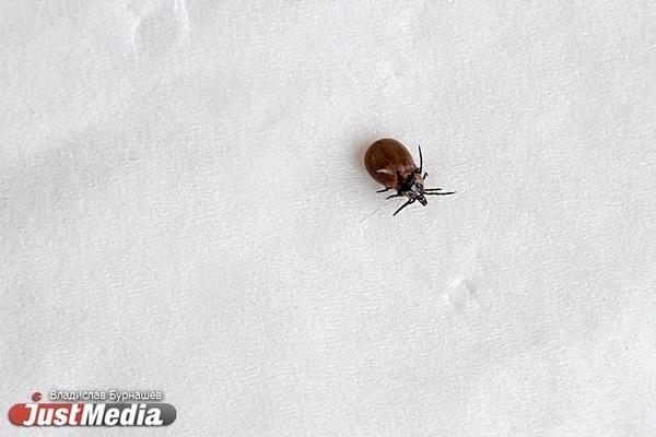 В Свердловской области пострадало от клещей более 11 тысяч жителей - Фото 1