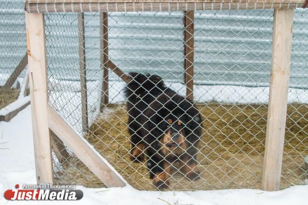 Евгений Куйвашев выделил из бюджета почти 3 млн рублей на приюты для бродячих собак