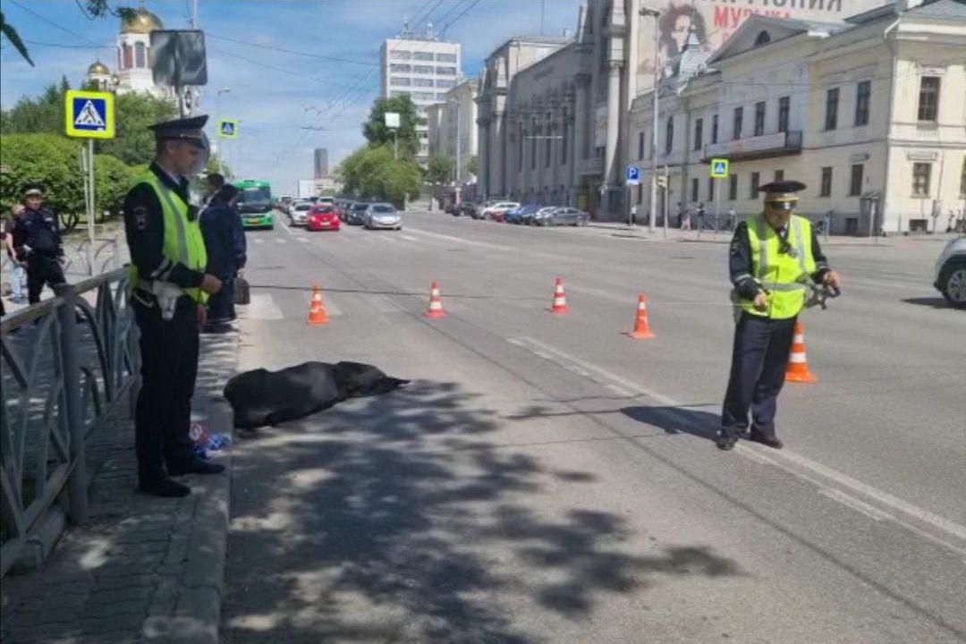 В центре Екатеринбурга троллейбус-нарушитель сбил пешехода-нарушителя - Фото 1