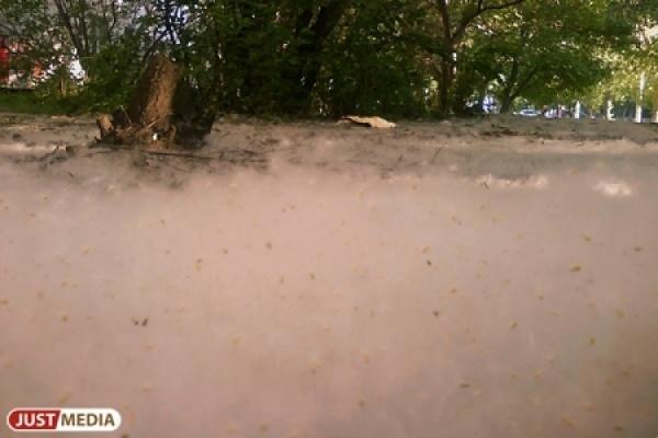 В Екатеринбурге началась борьба с тополиным пухом - Фото 1