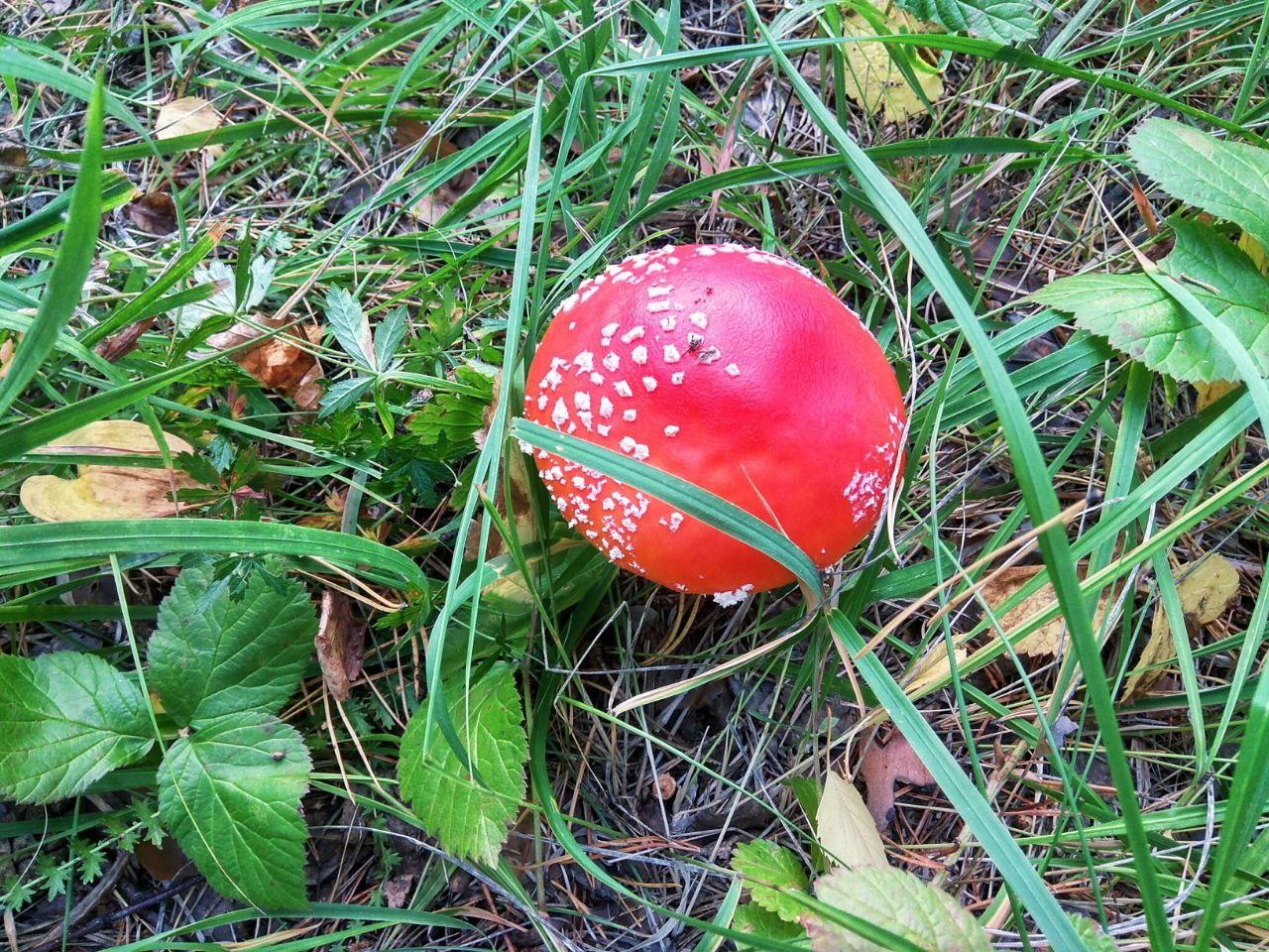 Как отличить ядовитые грибы от сьедобных - Фото 1