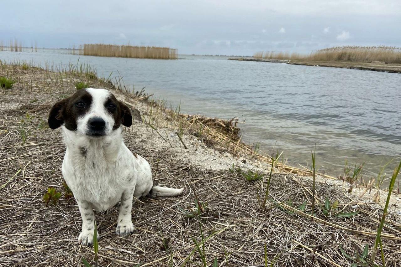 Свердловский росгвардеец спас на Донбассе собаку и привез на Урал - Фото 1