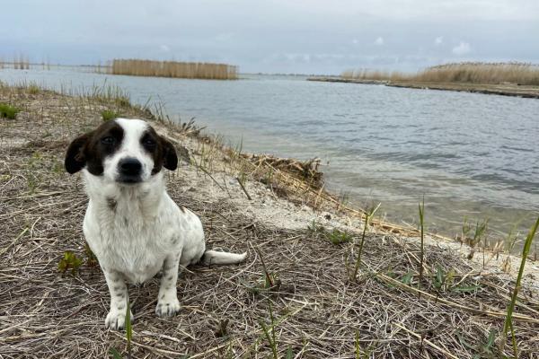 Свердловский росгвардеец спас на Донбассе собаку и привез на Урал