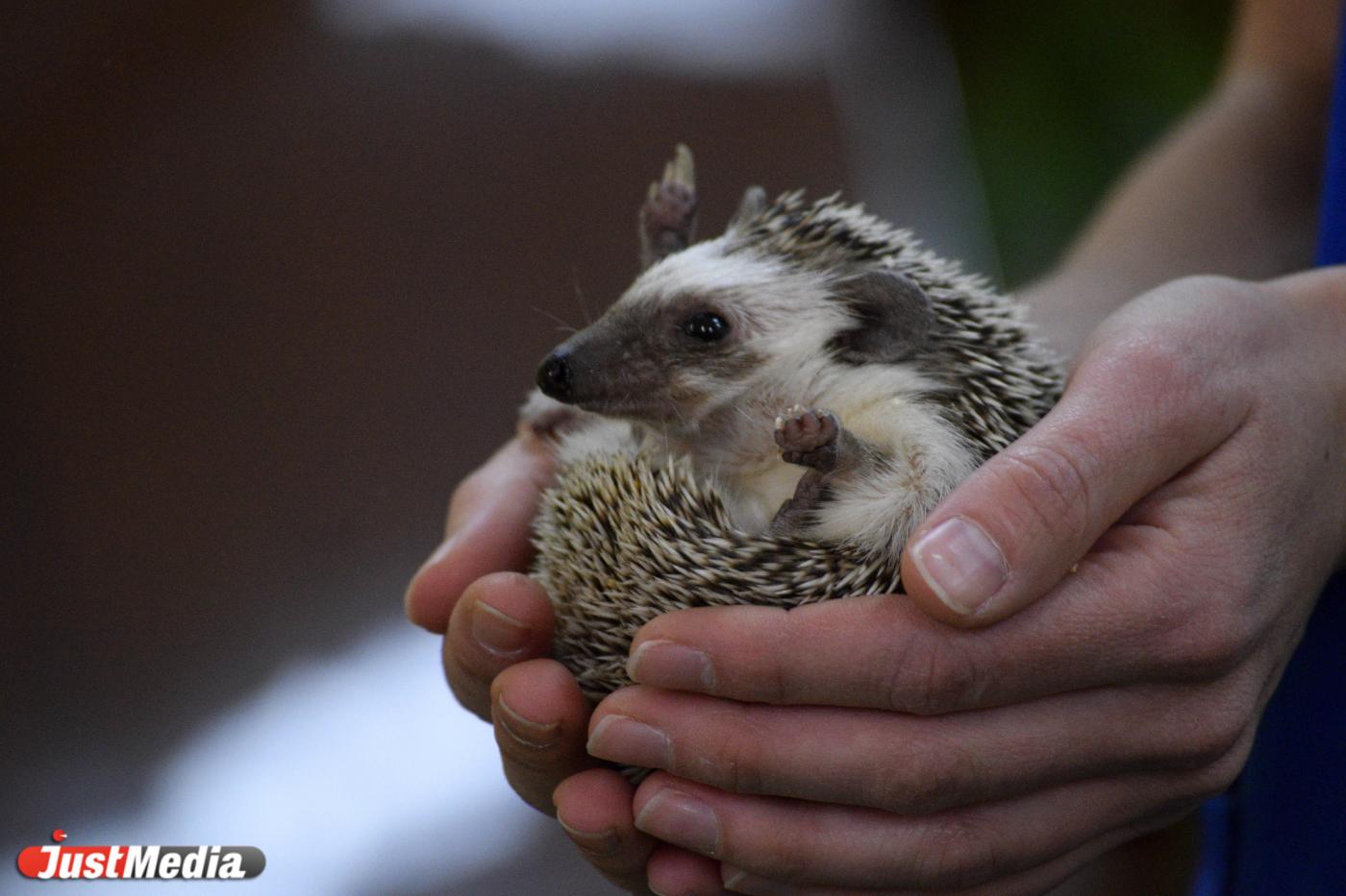 Врач рассказала, почему встреча с диким ежом может быть опасной для жизни - Фото 1