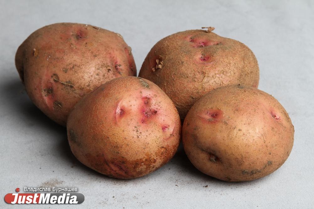 С начала 2022 года продукты в Свердловской области подорожали на 13% - Фото 1