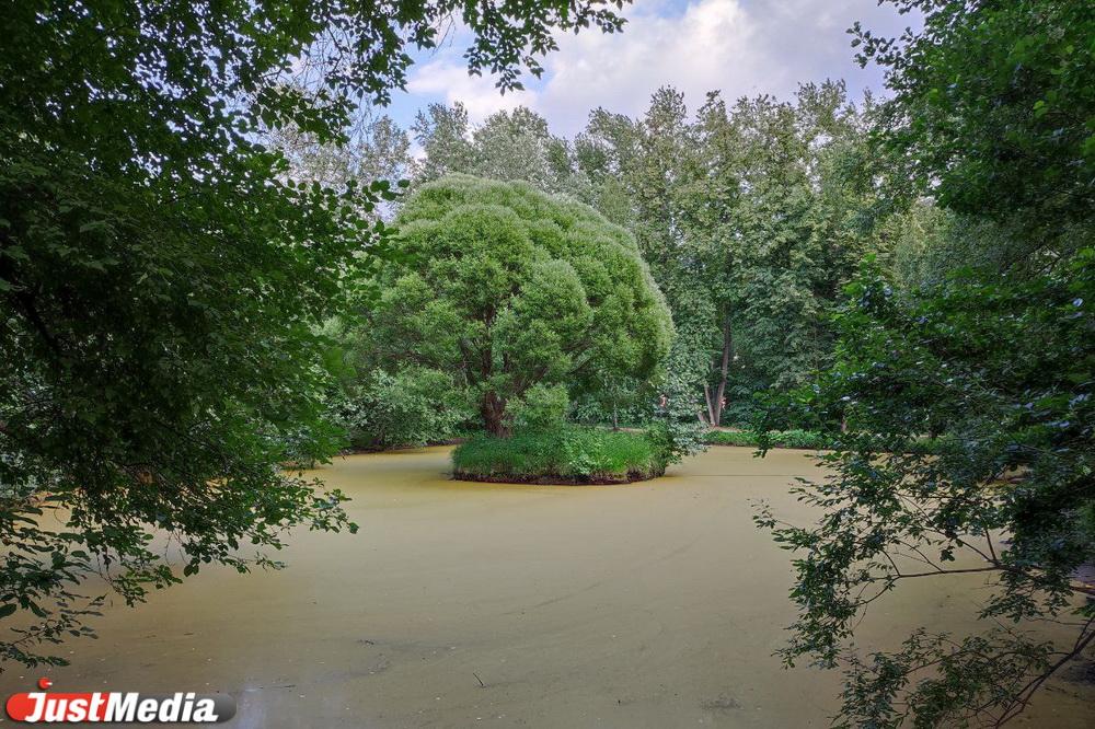 В Дендропарке на Мира пруд с ивой на островке стал коричневым и обмелел  - Фото 1