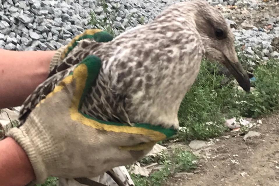 Сотрудники «Спецавтобазы» спасли раненую птицу - Фото 1