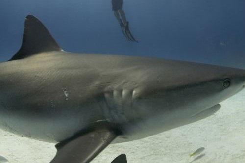 ФОТО: https://www.kinopoisk.ru