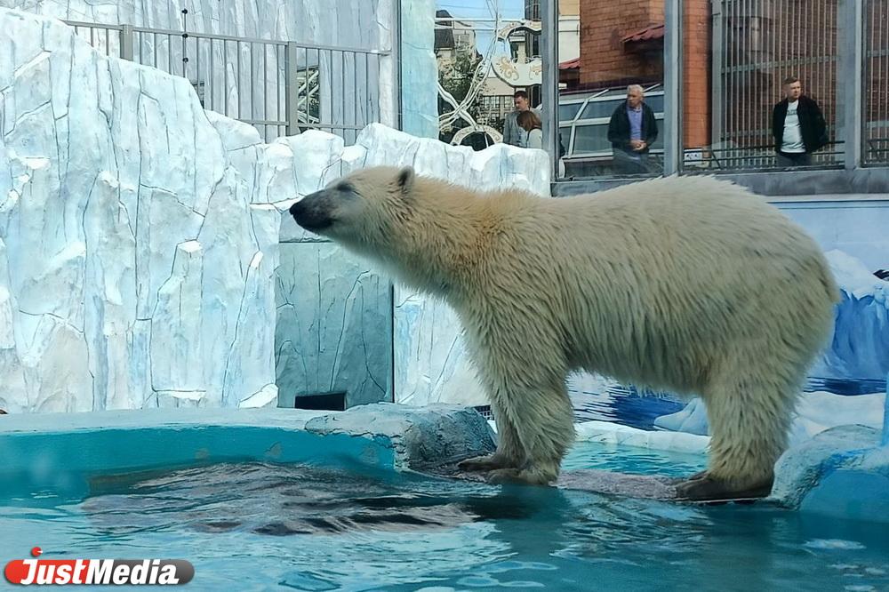 В Екатеринбургском зоопарке открыли новый вольер для белых медведей - Фото 1