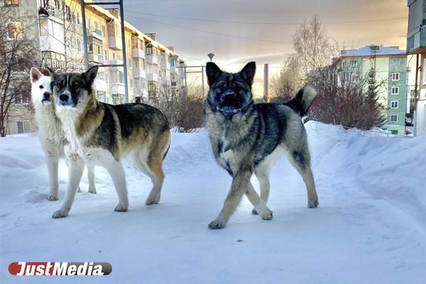 Свердловские власти хотят создать региональную сеть приютов для животных - Фото 1