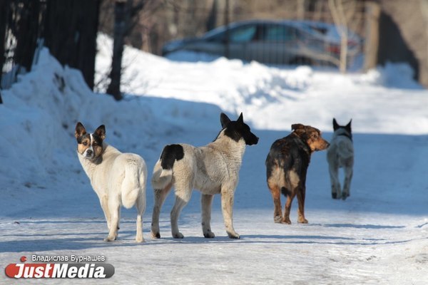 Евгений Куйвашев назвал города, в которых главы справились с поручением по бездомным собакам - Фото 1