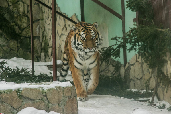 У поселка в Хабаровском крае нашли тело амурского тигра - Фото 1
