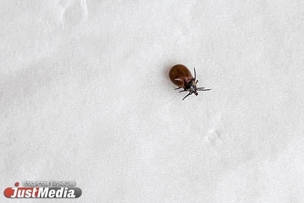 Вакцинация от клещевого энцефалита в Свердловской области начнется позже - Фото 1