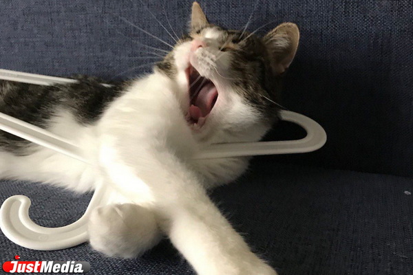 Житель Екатеринбурга ограбил зоомагазин, чтобы накормить кота - Фото 1