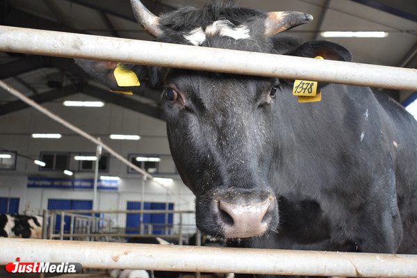 Под Верхней Пышмой создают безотходную молочную ферму - Фото 1