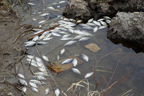 Российское экологическое общество выясняет причины массовой гибели рыбы в водоеме под Верхней Пышмой - Фото 1