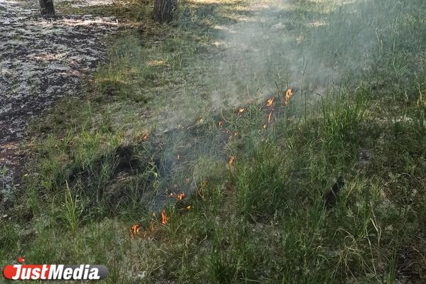 В Екатеринбурге возбудили первое уголовное дело по факту поджога леса - Фото 1