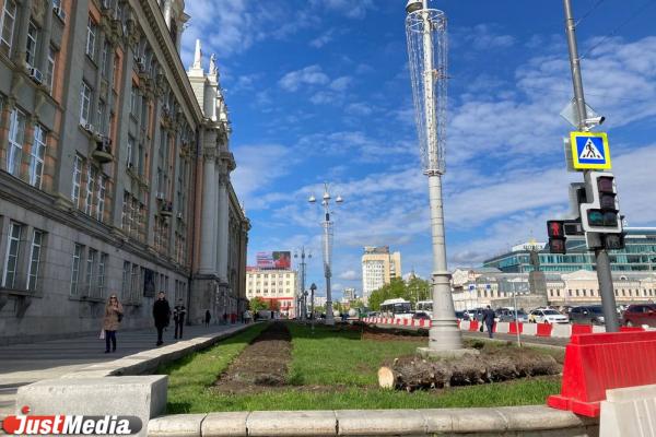 Перед зданием администрации Екатеринбурга спилили голубые ели - Фото 1