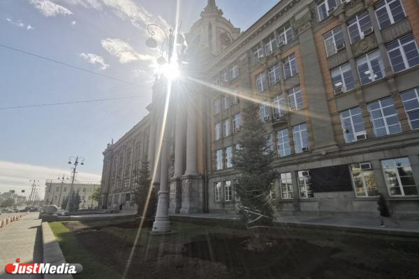 В центре Екатеринбурга посадили голубые ели из Казани - Фото 1