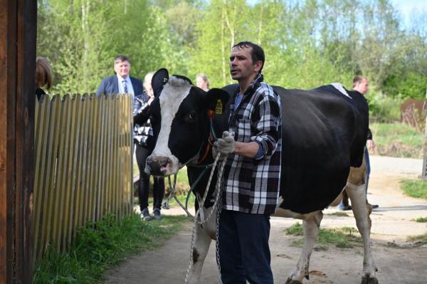 Многодетная семья получила корову «с сюрпризом» от губернатора Евгения Куйвашева - Фото 1