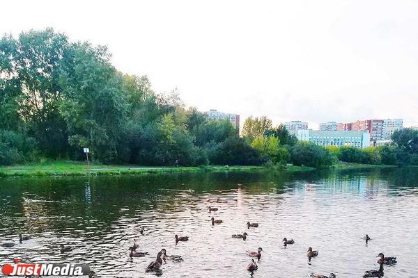 В московском пруду обнаружили 30 тел животных - Фото 1