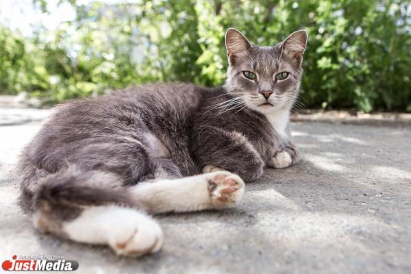 В Госдуме предложили ввести штрафы за выброшенных на улицу кошек и собак - Фото 1