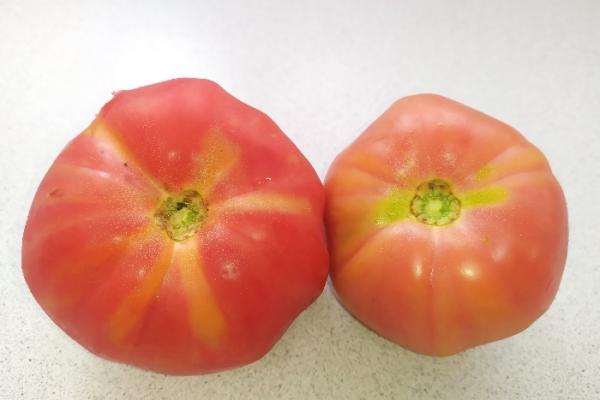 В Свердловскую область завезли помидоры и перцы с опасным вирусом - Фото 1
