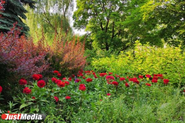 В Дендропарке рассказали о том, как растения переносят жару и что расцветает взамен пионов - Фото 1