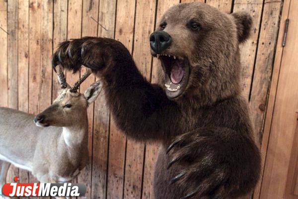 В США медведь напал на женщину из-за желания есть - Фото 1