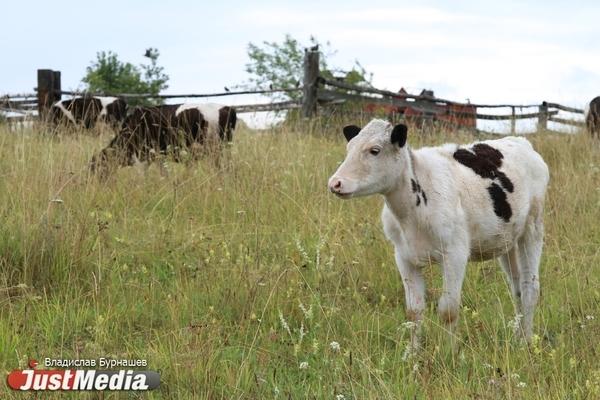 Сыровары с Урала рассказали, как развивают ферму в кризис - Фото 1