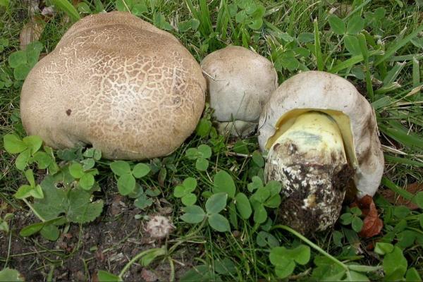 В лесах Свердловской области нашли еще один редкий гриб, который растет в Америке, Европе и Африке - Фото 1