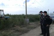 Сотрудники полиции нашли на Сибирском тракте кусты конопли