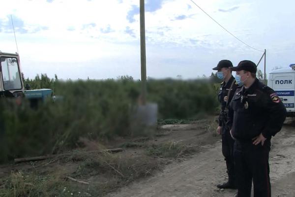 Сотрудники полиции нашли на Сибирском тракте кусты конопли - Фото 1